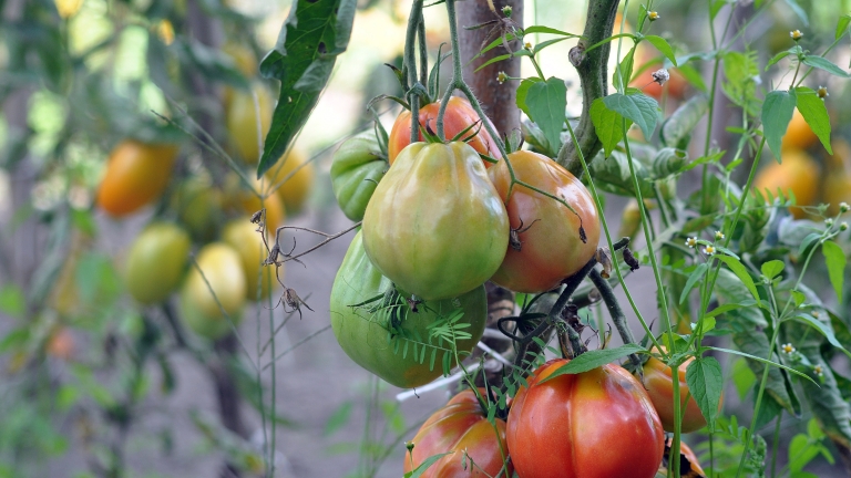 Tomatentag